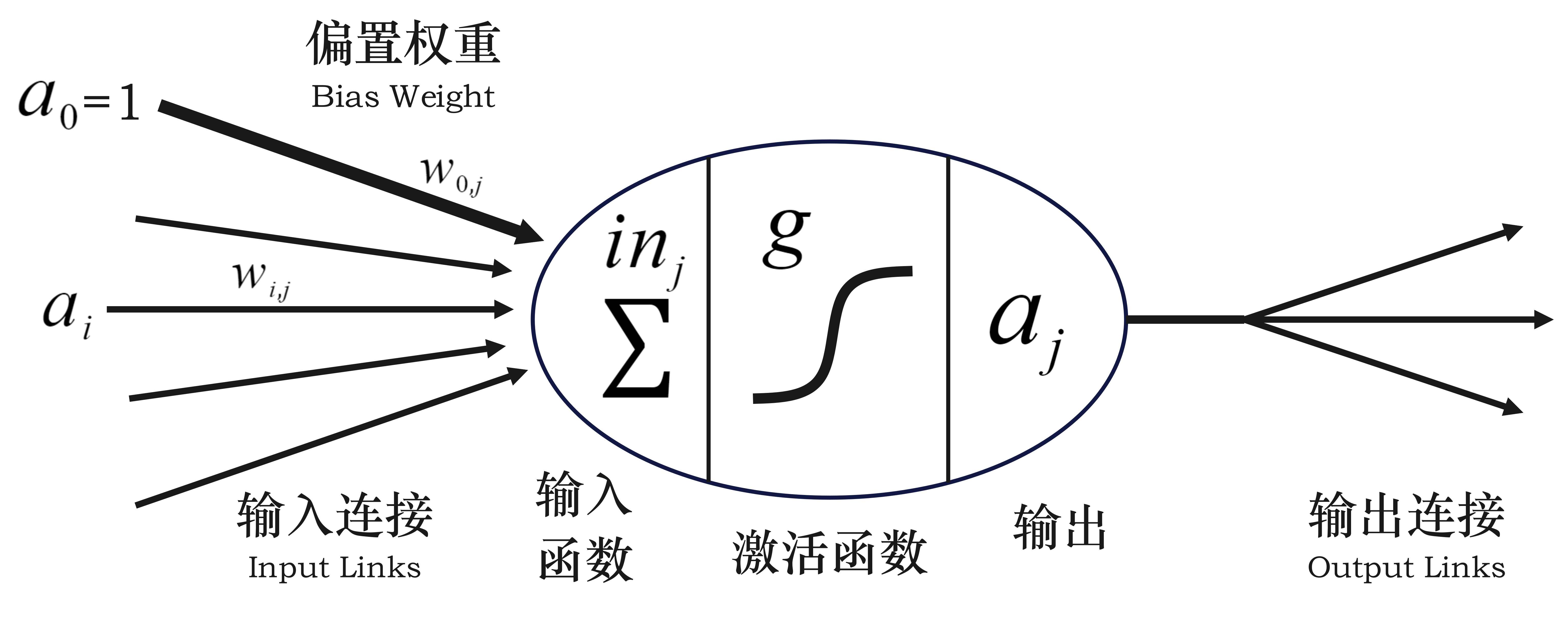 神经元